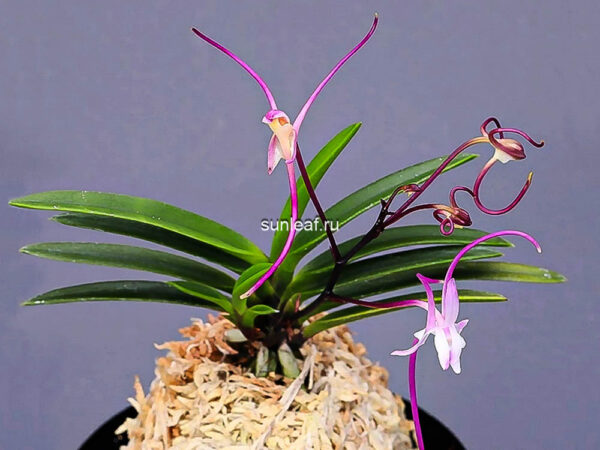 Неофинетия Акаусаги (Джокто) 적토 赤兎 neofinetia Akausagi (Jeogto)