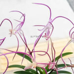 neofinetia-akausagi-Jeogto