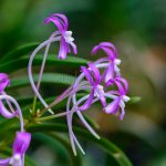 neofinetia-honggang