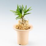 neofinetia-sasanomai