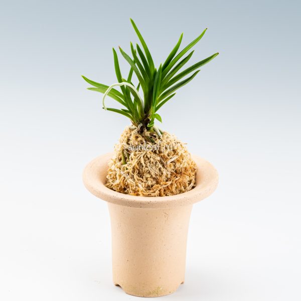 neofinetia-sasanomai