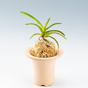 neofinetia-zuiun