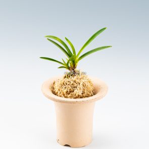 neofinetia-zuiun-4