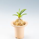 neofinetia-zuiun-4
