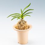 neofinetia-zuiun-3