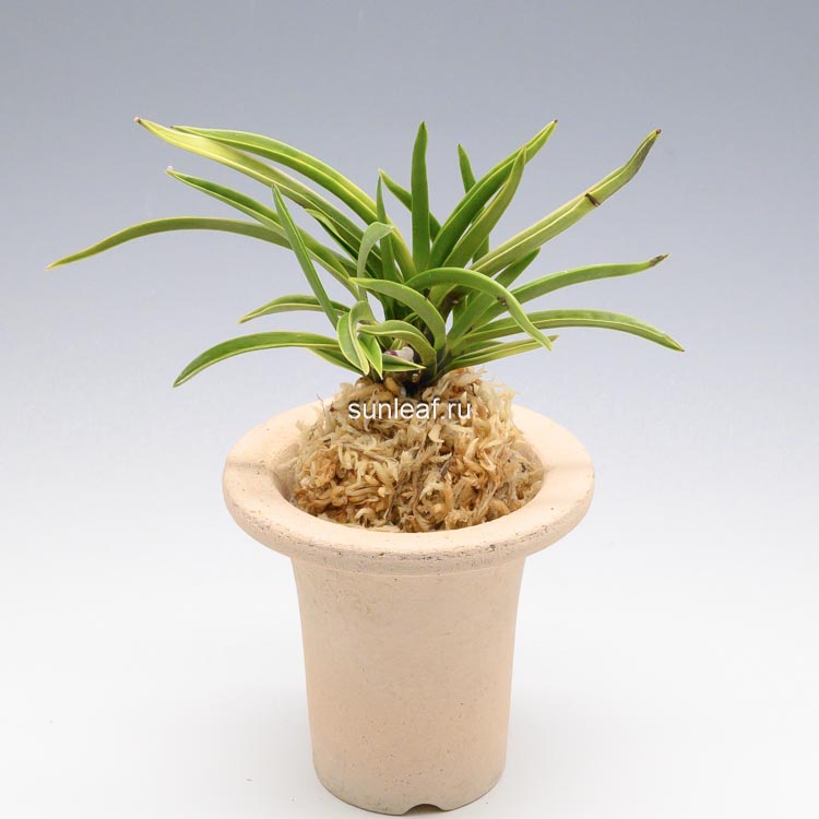 neofinetia-kokyu-gogung Неофинетия Гогун (Кокюу) 고궁 故宮 neofinetia Gogung (Kokyu)