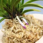 Неофинетия Гогун (Кокюу) 고궁 故宮 neofinetia Gogung (Kokyu)
