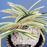 neofinetia-Keiga