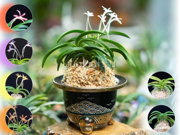 neofinetia-Onamisekai