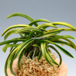 Неофинетия Дэхо (Онамисэйкай тора) 대호 大虎 neofinetia Daeho (Onamisekai Tora)