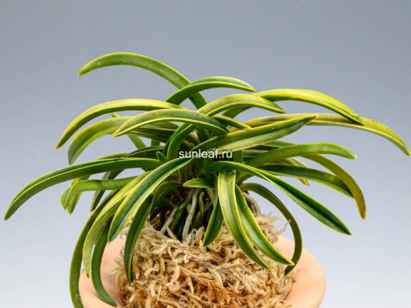 Неофинетия Дэхо (Онамисэйкай тора) 대호 大虎 neofinetia Daeho (Onamisekai Tora)