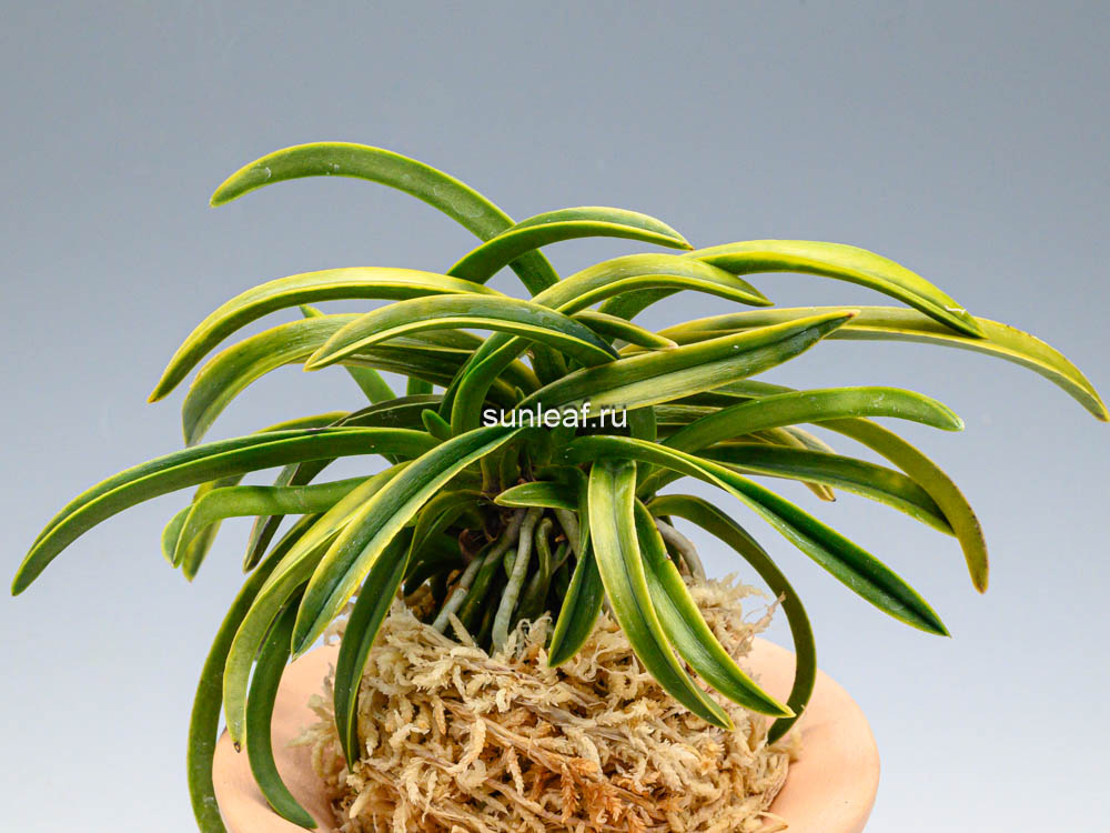 Неофинетия Дэхо (Онамисэйкай тора) 대호 大虎 neofinetia Daeho (Onamisekai Tora)