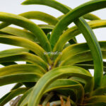 Неофинетия Дэхо (Онамисэйкай тора) 대호 大虎 neofinetia Daeho (Onamisekai Tora)