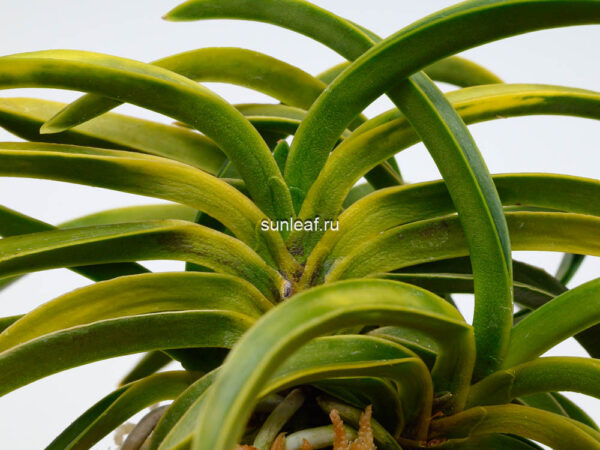 Неофинетия Дэхо (Онамисэйкай тора) 대호 大虎 neofinetia Daeho (Onamisekai Tora)