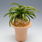 Неофинетия Дэхо (Онамисэйкай тора) 대호 大虎 neofinetia Daeho (Onamisekai Tora)