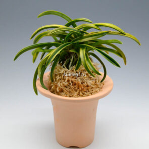 Неофинетия Дэхо (Онамисэйкай тора) 대호 大虎 neofinetia Daeho (Onamisekai Tora)