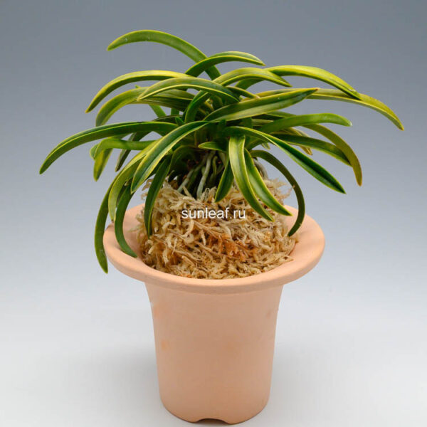 Неофинетия Дэхо (Онамисэйкай тора) 대호 大虎 neofinetia Daeho (Onamisekai Tora)