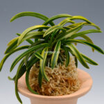 Неофинетия Дэхо (Онамисэйкай тора) 대호 大虎 neofinetia Daeho (Onamisekai Tora) — изображение 2