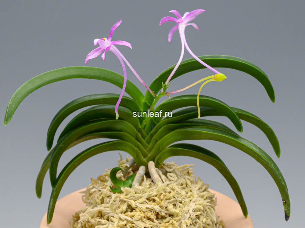 Дэхонхё 대홍해 大紅海 Daehonghae