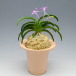 Дэхонхё 대홍해 大紅海 Daehonghae