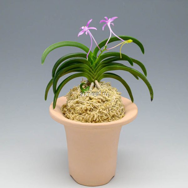 Дэхонхё 대홍해 大紅海 Daehonghae