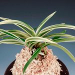 неофинетия Совол 소월 素月 neofinetia Sowol