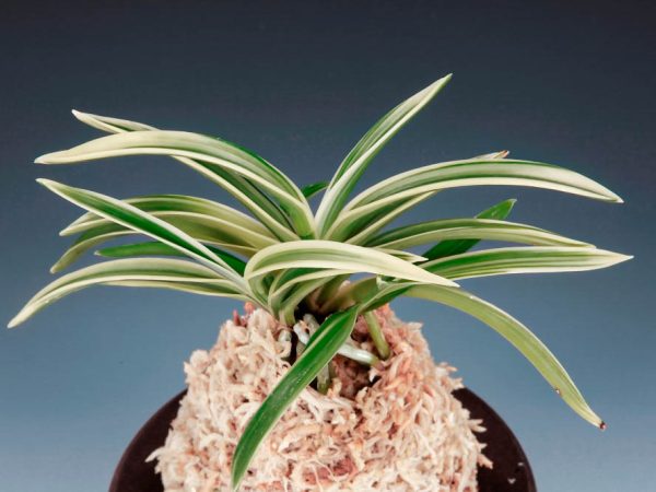 неофинетия Совол 소월 素月 neofinetia Sowol