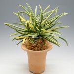 Неофинетия Нисидемияко 서출도 西出都 neofinetia Nishidemiyako