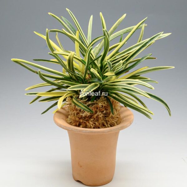 Неофинетия Нисидемияко 서출도 西出都 neofinetia Nishidemiyako