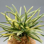 Неофинетия Нисидемияко 서출도 西出都 neofinetia Nishidemiyako