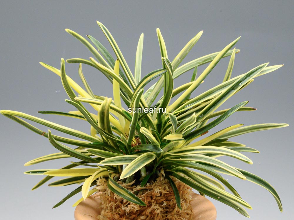 Неофинетия Нисидемияко 서출도 西出都 neofinetia Nishidemiyako