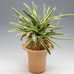 neofinetia-nishidemiyako