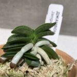 Джанвон 장원 壯元 neofinetia Jangwon