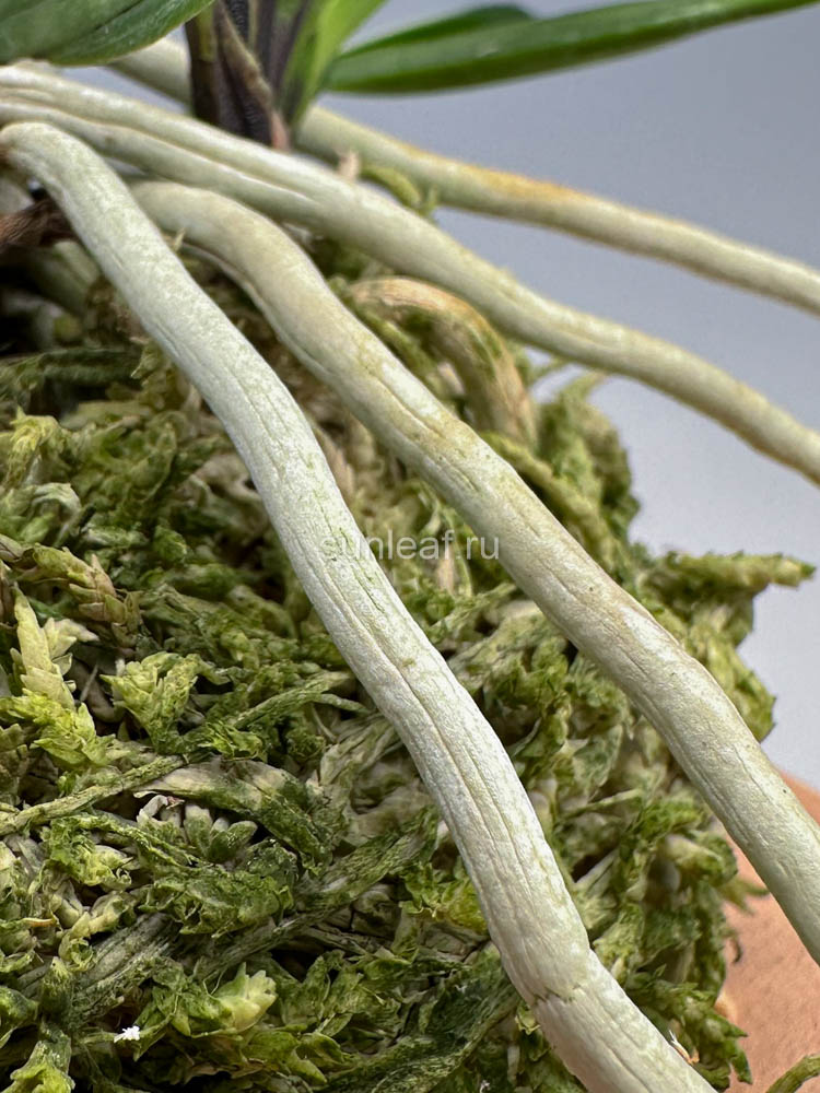 Вдавленная линия на корнях неофинетии