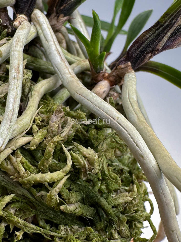 Вдавленная линия на корнях неофинетии