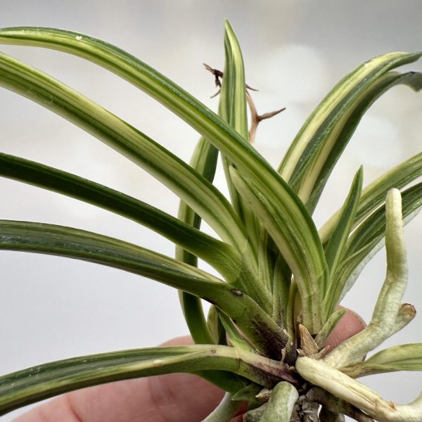 КЭЙГА 경하 慶賀 neofinetia Keiga