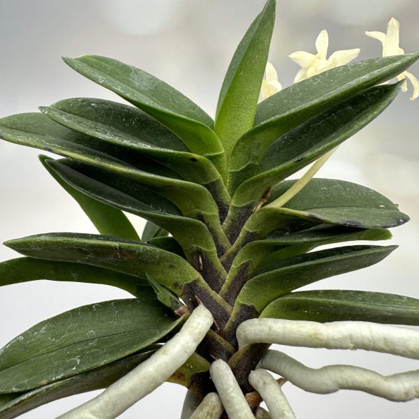 РОКТАЭВАНГ 녹태왕 綠太王 neofinetia Roktaewang