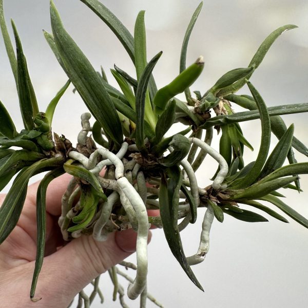 НАНИВАДЗИСИ 낭화사자 浪花獅子 neofinetia Naniwajishi