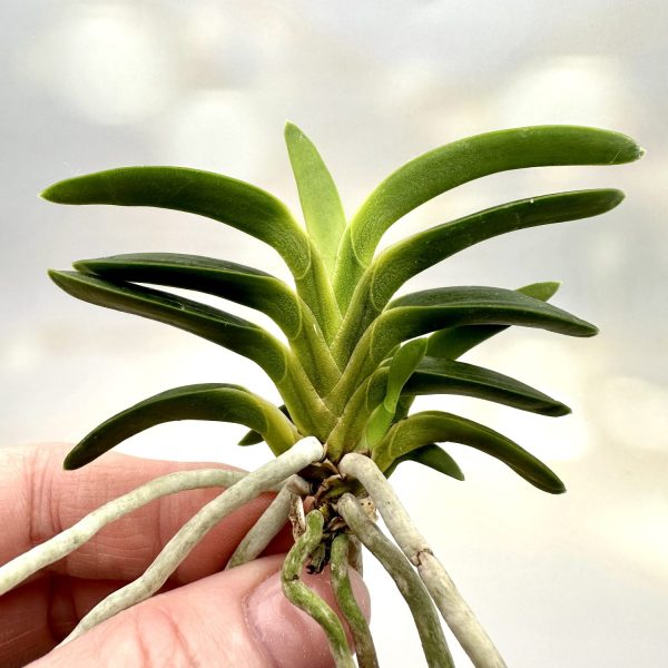 ЦУСИМА РЁКУХО 대마녹보 對馬綠寶 neofinetia Tsushima Ryokuho