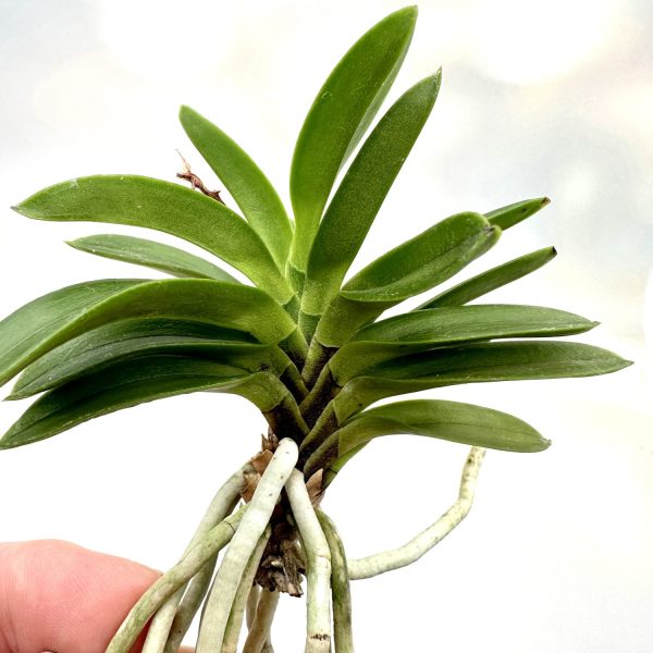 ЕДОНОМАТСУ 淀の松 neofinetia Yodonomatsu