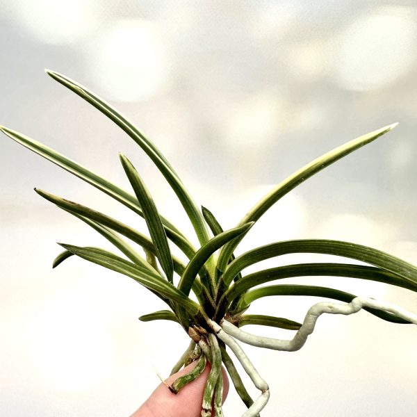 ХИГАСИДЕМИЯКО 동출도 東出都 neofinetia Higashidemiyako