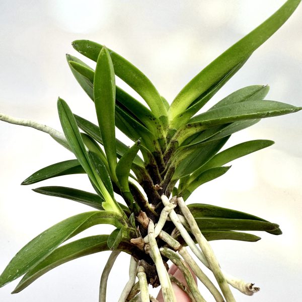 ВОНХЁ 원효 元曉 neofinetia Wonhyo