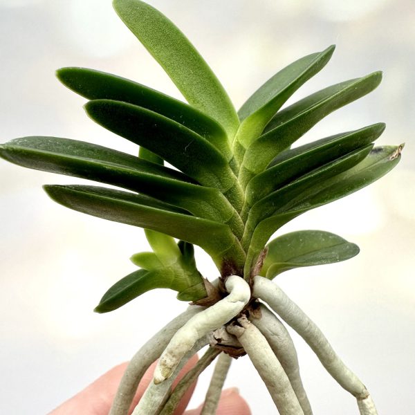 КИРИНМАРУ 기린환 麒麟丸 neofinetia Kirinmaru