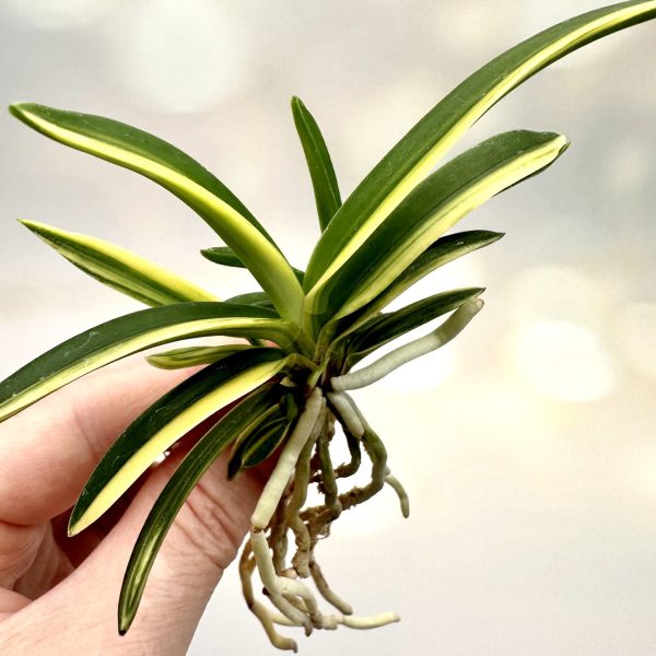 ФУГАКУ 부악 富嶽 neofinetia Fugaku