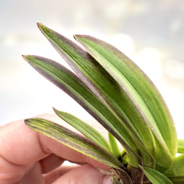 БЭНИОГИ 홍선 紅扇 neofinetia Beniougi