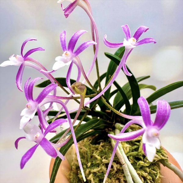 РАЙКОМАРУ 뇌홍환 雷紅丸 neofinetia Raikoumaru