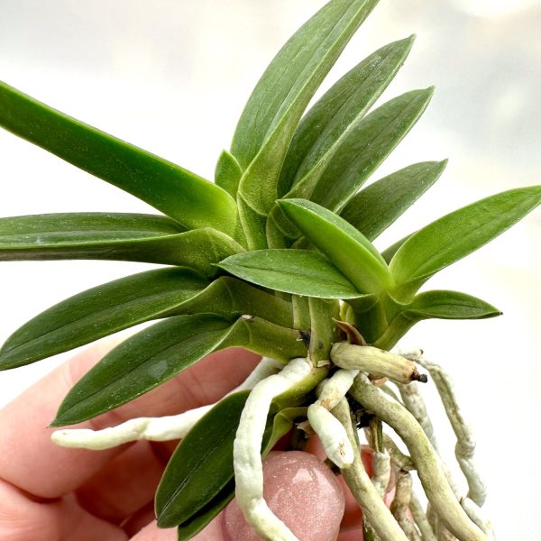 РЁКУХО 緑宝 neofinetia Ryokuho