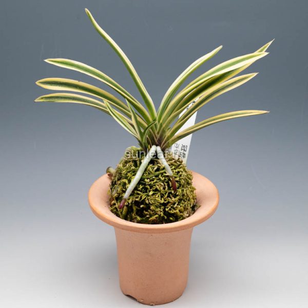 неофинетия Гванак 관악 冠嶽 neofinetia Gwanak