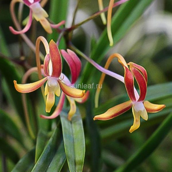 неофинетия КЁБИДЗИН (красный тип) 경미인 京美人 Kyobijin (Red type)