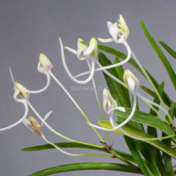 ХАНАМАЦУРИ 화제 花祭 Hanamatsuri